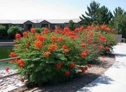 Caesalpinia Pulcherrima Plant