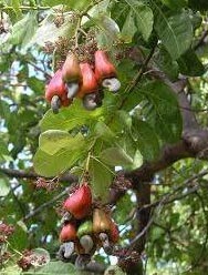 Cashew Nut Plant