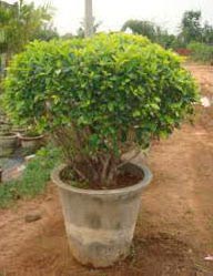 Ficus Panda Plant