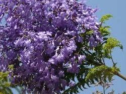 Jacaranda Plant