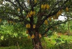 Jackfruit Plant