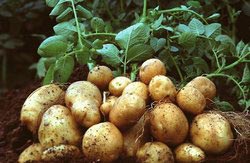 Kufri Ashoka Potato