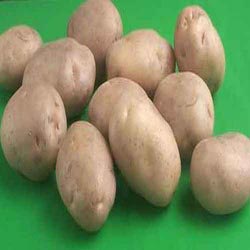 Kufri Pukhraj Potato