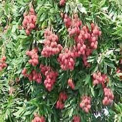 Litchi Plants