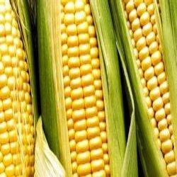 Maize