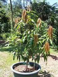 Mango Plants