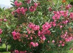 Nerium Oleander Plant