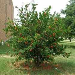 Pomegranate Plant