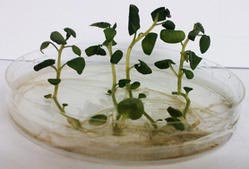 Potato Tissue Cultured Plants
