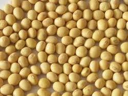 Soybean Seed