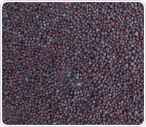 Black Mustard Seeds, Packaging Size : 20 Kg