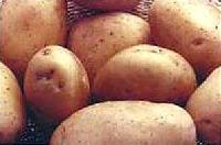 Potatoes, Country of Origin : India