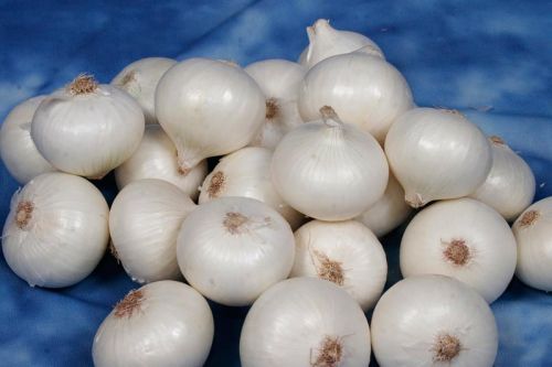 White Onion