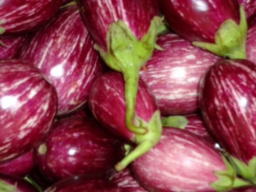 Fresh brinjal, Grade : A Grade