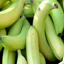 Fresh green banana, Storage : Cool & Dry Place