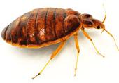 Bed Bug Control Services