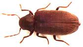 Wood Borer Treatment Services