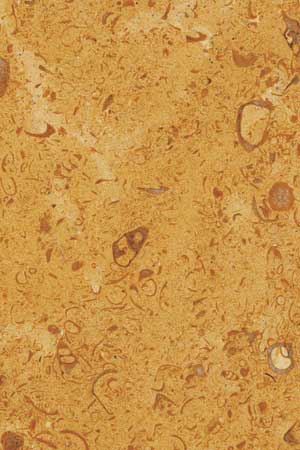 Golden Fossil Marble