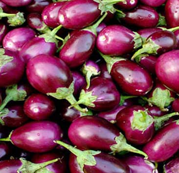 Fresh brinjal, Shelf Life : 15 Days