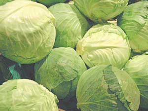 Fresh Cabbage