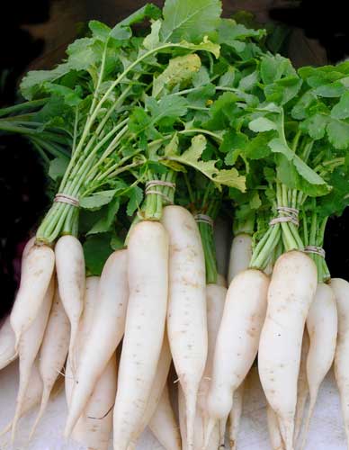 Fresh Radish