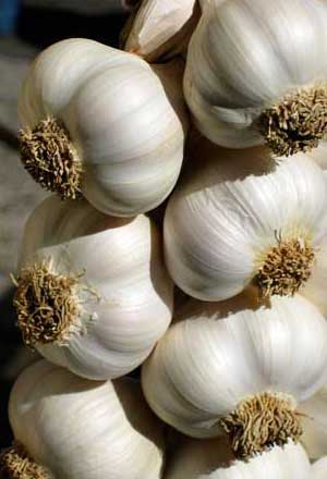 Garlic