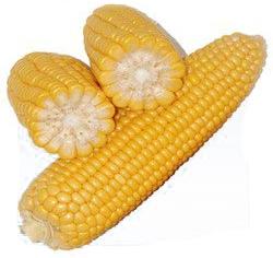 Yellow Maize