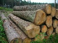 Hardwood Logs