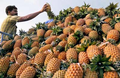 Fresh pineapple, Storage : Cool Place