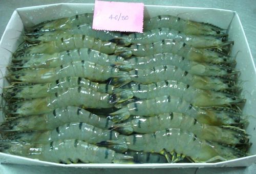Frozen Black Tiger Shrimps