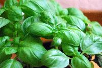 Organic Basil Leaves, For Culinary, Medicinal, Packaging Type : Bags, HDPE Bag, Jute Bags, Polybag