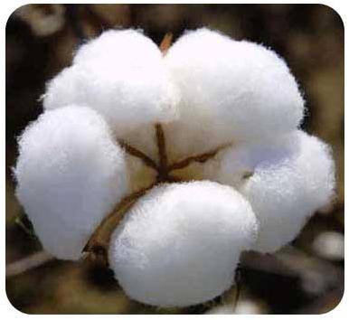 Raw Cotton