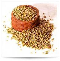 Coriander seeds, Usage/Application : Culinary Spice