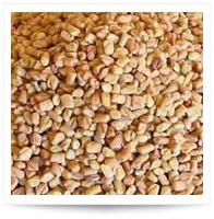 Fenugreek Seeds