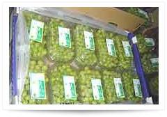 Fresh grapes, Size : Medium