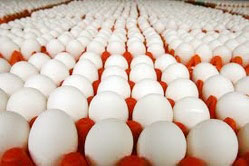 White Shell Eggs, For Bakery Use, Human Consumption, Packaging Type : Caret