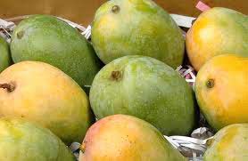 Organic Fresh Kesar Mango, Packaging Size : 10-20kg