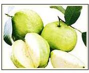 Organic Fresh White Guava, Packaging Type : Carton Box