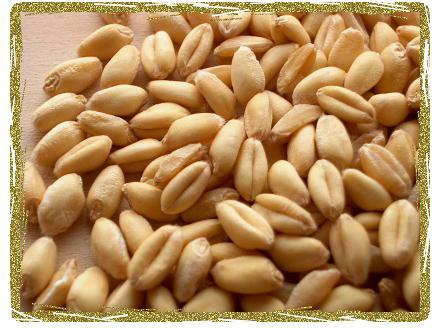 Wheat seeds, Purity : 100%