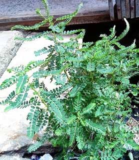 Common Phyllanthus Niruri, For Food, Pharma