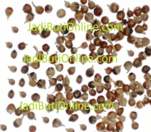 Vitex Negundo, Purity : 99.80%