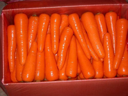 Organic Fresh Carrots, Packaging Type : Orange for Sweet