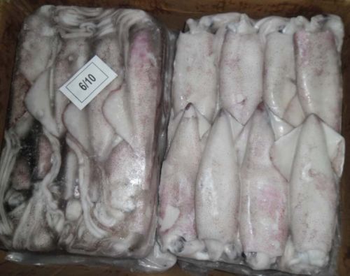 Frozen Baby Squid Fish, Certification : FDA Certified