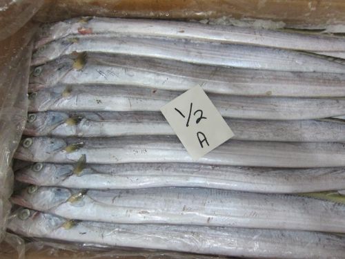 Frozen Ribbon Fishes, Packaging Type : Silver