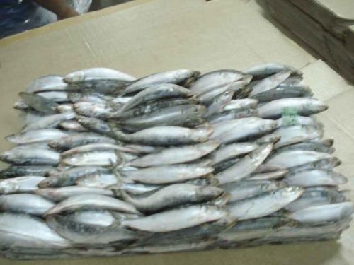 Frozen Sardine Fish, Freezing Process : Cold Storage