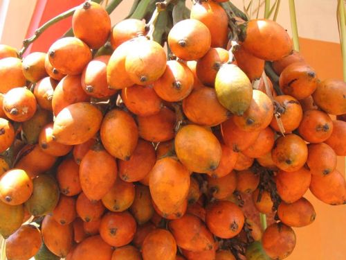 Ripe Areca Nuts