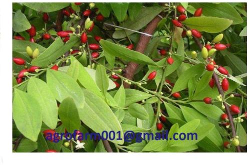 Erythroxylum Novogranatense Coca Seeds