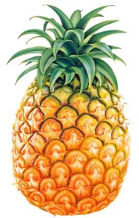 Fresh pineapple, Storage Condition : Natural