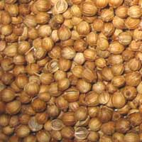 Coriander seed