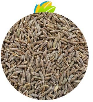 Cumin Seeds